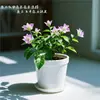 Buganvilia Dulce Morado Profundo de Yunnan Buganvilia en Maceta Variedad Morada Floración Producto Nuevo Raro para Patio
