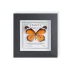 Mariposa Pavo Real Mariposa Real Rara Marco de Fotos Soporte de Exhibición Regalo de Vacaciones Espécimen de Gama Alta Pintura Decorativa Simple Tridimensional