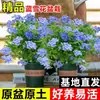 Plántulas de Flor Grande Copo de Nieve Azul, Plantas Trepadoras, Flores Frescas para Jardín de Balcón, Plantas de Bonsái, Plantas de Floración de Cuatro Estaciones en Maceta para Uso Interior y Exterior