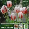 Resistencia al FríoTulipán Holandés Hidropónico Planta de Floración Cuatro Estaciones Planta Verde Flores en Maceta para Sala de Estar Apto para Principiantes