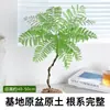 Jacaranda en Maceta Planta Verde de Interior para Oficina Estilo Japonés Sala de Estar Mueble de TV Planta de Piso Fácil de Mantener en Todas las Estaciones