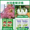 Tulipanes Hidropónicos al por Mayor 5 Grados Bulbos Grandes Resistentes al Frío para Invierno Interior/Exterior Fáciles de Cultivar para Principiantes Flores en Maceta Plantas