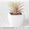 Maceta combinada de bonsái de cerámica con suculentas simuladas personalizadas, adornos de plantas verdes, decoración de oficina, escritorio, hogar, plantas verdes en maceta