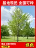 Envío directo de plantones de ginkgo con hojas verde doradas tempranas, adecuados para plantar en patios y villas, se pueden cultivar tanto en el norte como en el sur, grandes árboles ornamentales paisajísticos en macetas