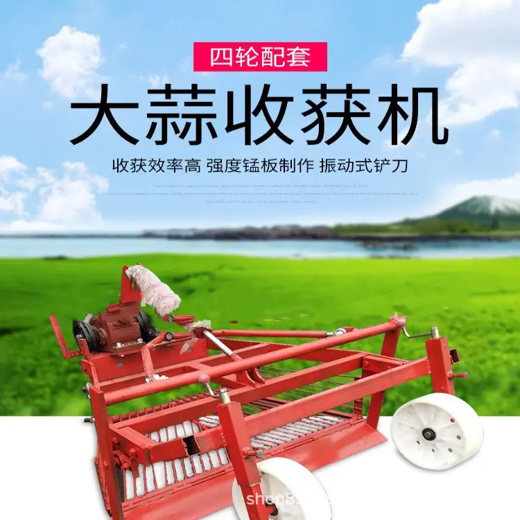 大蒜3.jpg