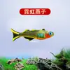 Peixe Ornamental Grande, Peixe Tropical Pequeno de Água Doce Fácil de Cuidar, Peixe Leve, Aquário de Tanque com Plantas Natação em Grupo Peixes de Estimação