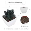 Más de 100 Tipos de Combinaciones de Plantas Suculentas Artificiales en Maceta Mini, Ventas Transfronterizas Populares, Estilo Sencillo Decoración del Hogar Flores Artificiales y Plantas Verdes, Directo de la Fábrica Fuente