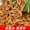 Ração para Hamster Pet com Minhocas Vivas para Escorpiões, Arowanas, Estorninhos Vivos e Comida para Estorninhos com Larvas de Tenébrio