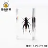 Especímenes de Insectos Artesanales Jingling: Escarabajo, Escorpión, Mantis, Araña - Educación Científica y Regalos de Nicho, Adornos de Resina
