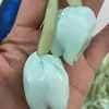 Tulipa