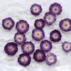 Mini rosa, flor seca natural en relieve, espécimen de planta, flor real, flor con gotas de pegamento, deflectores, material hecho a mano para niños