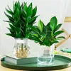 Bambú Guanyin, Bambú Atractor de Fortuna, Flor de Raíz Hidropónica, Planta Verde Atractora de Riqueza, Cesta de Potos, Planta en Maceta Fácil de Cuidar para Uso en Oficina