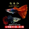 Pez pavo pez de acuario de raza pura pez pequeño de agua dulce fácil de criar pez tropical vivo carroñero pez dorado cebra alevín de pez pequeño