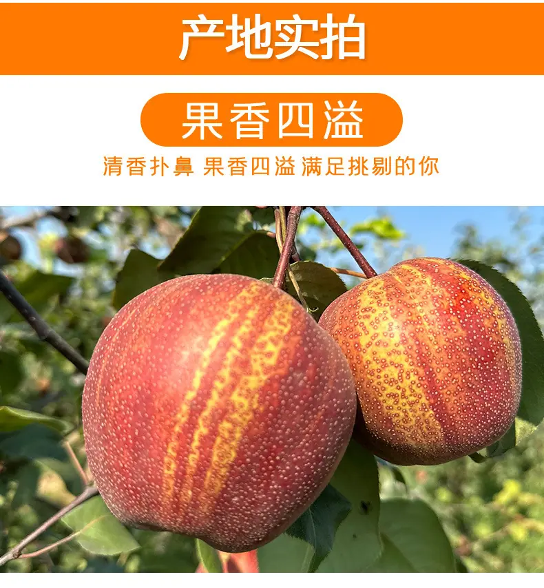 陕西稀世彩虹梨详情图7