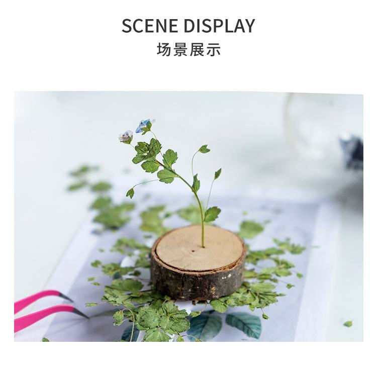 婆婆纳详情_05.jpg