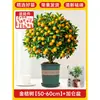 Plántulas de Árbol de Kumquat, Plantas en Maceta, Comestible con Piel Crujiente, Naranjas de Cuatro Estaciones, Flores de Interior y Plantas Verdes para la Sala de Estar, Enviado con Fruta