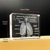 Modelo de Órgano Pulmonar de Cristal con Anatomía Tallada Diagrama 3D Adornos de Accesorios Médicos Enseñanza de Escuela de Medicina Regalo Conmemorativo