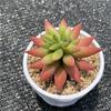 Planta suculenta artificial Mano de Buda Flor de loto de plástico Planta verde pequeña Bonsái Marco de fotos Combinación floral DIY Maceta pequeña