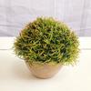 Mini planta de cactus en maceta de estilo nórdico, carnosa, pequeña, de simulación, verde, decorativa, de escritorio