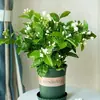Planta de Jazmín en Maceta Florece en Todas las Estaciones, Plántulas de Jazmín Especialmente Aromáticas con Capullos, Plantas con Flores, Florales de Interior, Fácil de Cultivar