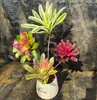 Paquete Combinado de Bromelias Set Grande Mediano Pequeño Madera Flotante de Selva Paisajismo Acuático Micro Paisaje Planta de Aire Otro