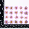 Flor de crisântemo de cristal flor seca diy cartão marcador cola jóias acessórios aromaterapia vela acessórios em relevo folha seca flor real