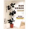Árbol de Goma Black Diamond para Sala de Estar Interior Planta Verde Grande en Maceta Oficina Planta de Gama Alta Atmósfera Fácil de Cuidar Todas las Estaciones