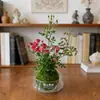 [con Capullos] Mini Planta de Rosa Hidropónica, Huishuiji, Florece Todo el Año, Planta Verde de Interior, Bola de Musgo de Fácil Cuidado