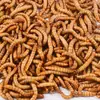 Ração para Hamster Pet com Minhocas Vivas para Escorpiões, Arowanas, Estorninhos Vivos e Comida para Estorninhos com Larvas de Tenébrio