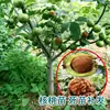 Venta Dropshipping de Plántulas de Nogal y Frutales para Plantar en el Norte y Sur, Plántulas de Pecana 8518 Injertadas de Planta Directa de Cáscara Delgada y Piel de Papel