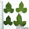 Hojas de campanilla hojas reales hojas reales hojas reales pegatinas material de hojas reales especímenes de plantas DIY flores secas