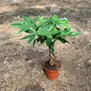 Plántulas de Árbol del Dinero Sin Macetas, Macetas Sin Macetas, Adecuado para Exhibición en la Sala de Estar, Plantas Verdes