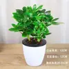 Plantas Verdes de Hoja Perenne Seleccionadas para Interior, Balcón, Mesa, y Flores en Maceta para Atraer Riqueza y Prosperidad