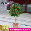 Plántula de Osmanthus en Maceta Osmanthus de Cuatro Estaciones Osmanthus Dorado Planta de Interior de Aroma Fuerte Patio Árbol Grande Dorado Maceta Flor Plantación en Suelo