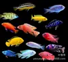 Peixe Ciclídeo dos Três Lagos Linha Negra Príncipe Peixe Vivo, Tamanho Pequeno a Médio, Fácil de Manter, Resistente, Peixe Ornamental Tropical, Ciclídeo Cavalo, Ciclídeo Tang, Peixe de Água Doce