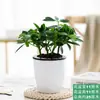 Ocho Direcciones de la Riqueza, Plantas en Maceta de Madera Patas de Pato, Plantas Fáciles de Cuidar, Plantas Verdes en la Oficina, Loto de Siete Hojas, Flores Purificadoras del Aire, Absorbente de Formaldehído