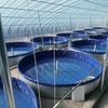 Tanque de Almacenamiento de Agua de Huerto Personalizado, Piscina de Lona de Lámina Galvanizada, Estanque Grande para Peces, Bolsa Redonda de Agua para Irrigación Agrícola, Engrosada