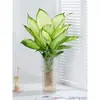 Planta Hidropónica Marian Dorada Findai Wannian Verde en Maceta Planta Verde para Hombres Perezosos Purificadora de Aire para Escritorio de Interior y Fácil de Cuidar