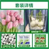 Tulipanes Hidropónicos al por Mayor 5 Grados Bulbos Grandes Resistentes al Frío para Invierno Interior/Exterior Fáciles de Cultivar para Principiantes Flores en Maceta Plantas