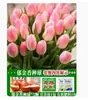 Venta al por mayor de 5 bulbos de tulipán en stock, florecen en todas las estaciones, fáciles de cuidar, adecuados para cultivo hidropónico, de pétalos dobles, para cultivo en tierra o maceta en el balcón