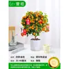 Mudas Pequenas de Limão Laranja Verde de Hainan Mudas de Semente de Limão Kumquat Em Vasos Sala de Estar Interna Varanda Árvore Frutífera Mudas de Frutas o Ano Todo