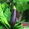Decoração de Cachos de Uva Roxa e Verde Simulação Uvas Plásticas Falsas Folhas Verdes Videiras de Uva Videiras de Frutas Enfeites Plantas Teto