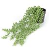 Maceta de planta verde artificial artificial transfronteriza balcón aderezo planta Mandala hogar decoración exterior maceta lágrima de amante