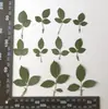 Folhas Secas Espécimes de Plantas Folhas Reais Adesivos DIY Livro Artesanal para Jardim Marcadores de Página Luminária de Mesa Vela Porta-Retrato com Flores Secas