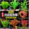 Plantas de Acuario, Decoraciones de Paisajismo con Césped Real, Plantas Aptas para Principiantes, Crisantemo Verde Ciempiés, Plantas de Sombra, Piedra Volcánica, Plantas Verdes Purificadoras de Agua