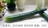 Decoração de modelo de frutas e vegetais simulação silicone macio pepino falso pepino raiz de lótus milho Estrada brinquedo cozinha