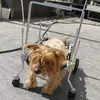 Silla de ruedas para mascotas de cuatro ruedas para extremidades delanteras para gatos y perros, Scooter Asistente para Patas Traseras para Mascotas Mayores Discapacitadas, Soporte para Patas Traseras