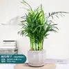 Planta de coco de bolsillo, planta verde en maceta, flores hidropónicas, planta de escritorio, bonsái de interior, planta de hoja perenne, plántula de coco oxigenante