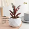 Plantas en Maceta de Suculentas de Diamante Simuladas al por Mayor, Decoración del Hogar, Plantas Suculentas para Oficina, Adornos de Plantas Verdes, En Stock, Entrega Inmediata