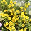 Nueva Gloria de la Mañana Artificial Comercio Exterior Gloria de la Mañana Grande Estilo Jardín Boda Hogar Floral Decoración Suave Flores Falsas Mayoreo